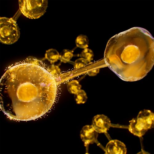 Esthederm Excellage NT szemkörnyékápoló 15ml