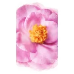 Nuxe Hair Prodigieux High Shine Shampoo- Fényesítő sampon 200ml